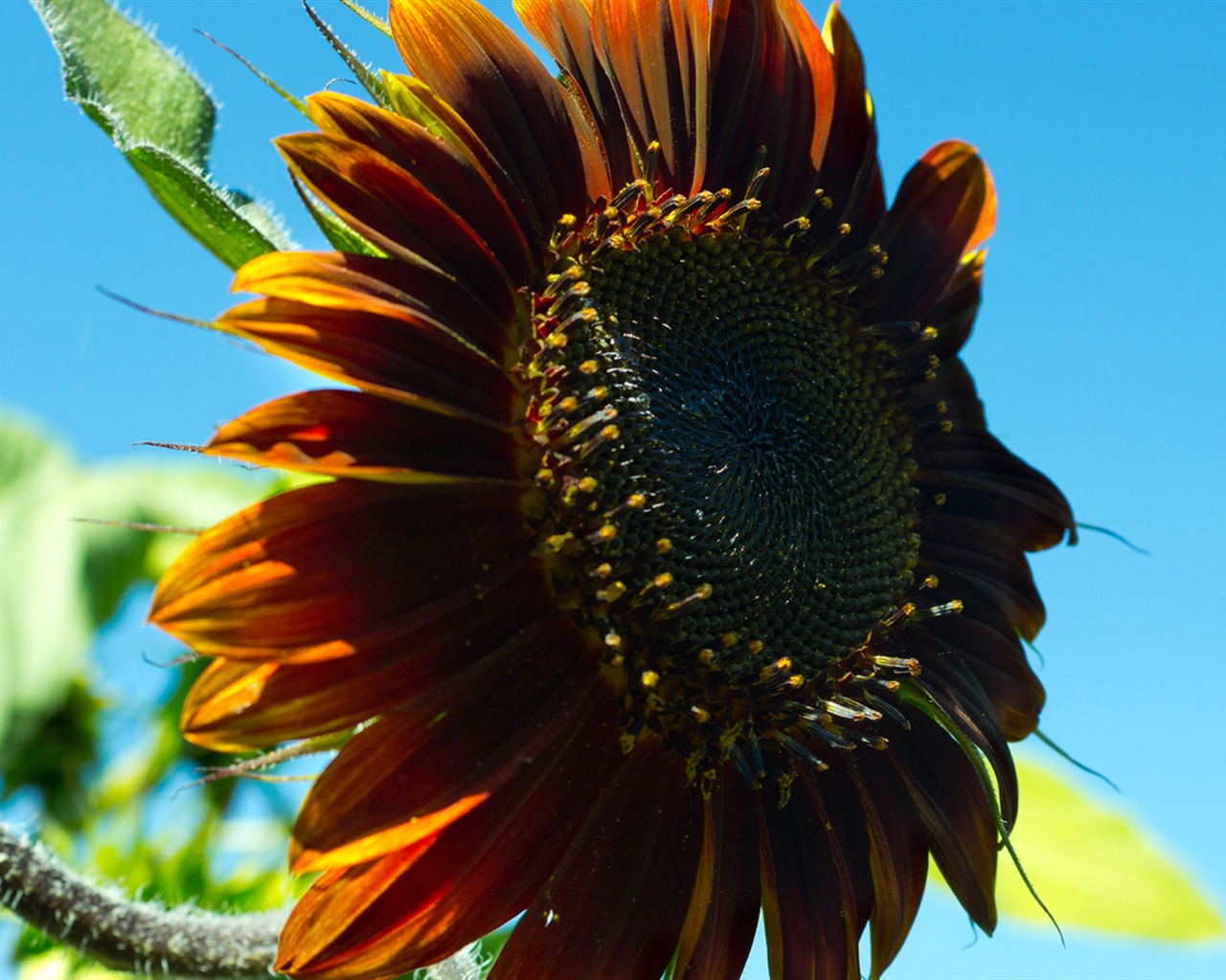 Des fleurs fraîches et de papier peint herbe HD #7 - 1280x1024