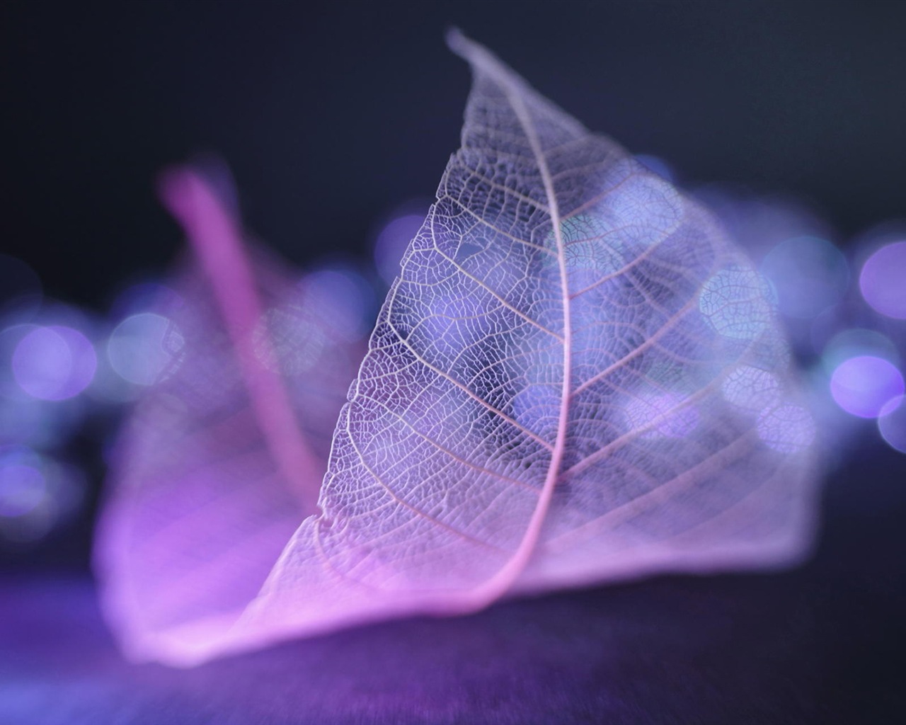 Leaf vein HD photography wallpaper #2 - 1280x1024