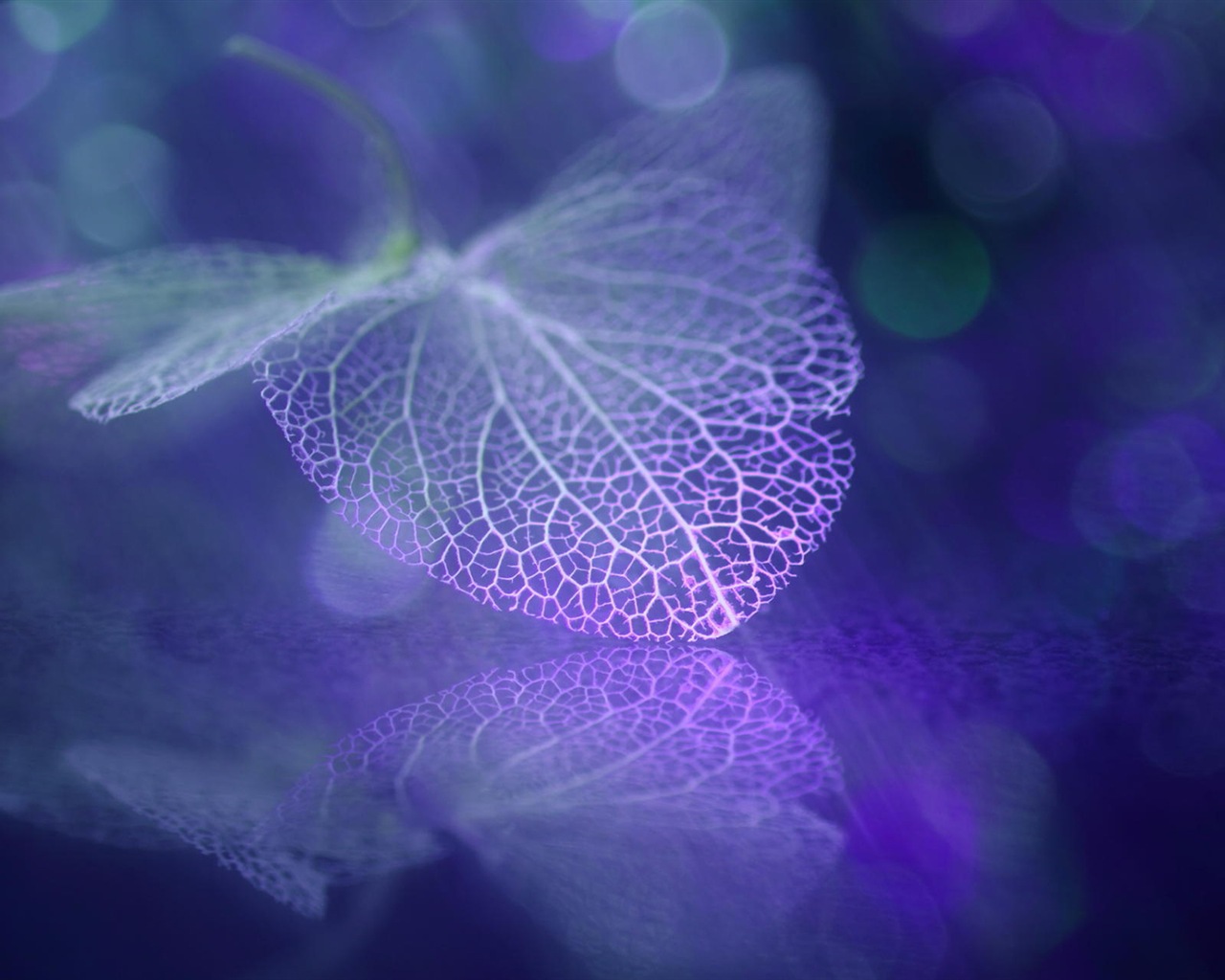 Leaf žíly HD wallpaper fotografie #4 - 1280x1024