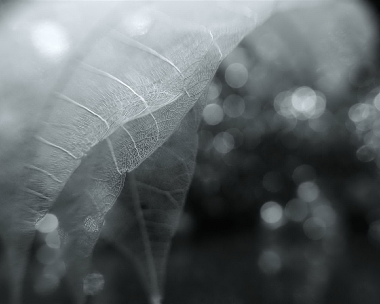 Leaf veine HD photographie fond d'écran #6 - 1280x1024
