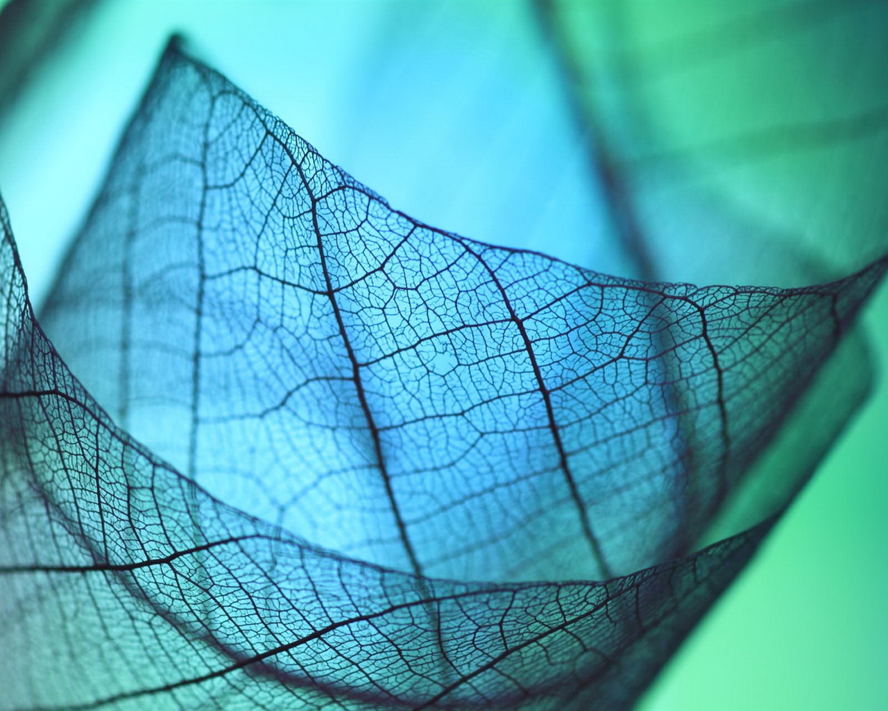 Leaf vein HD photography wallpaper #8 - 1280x1024