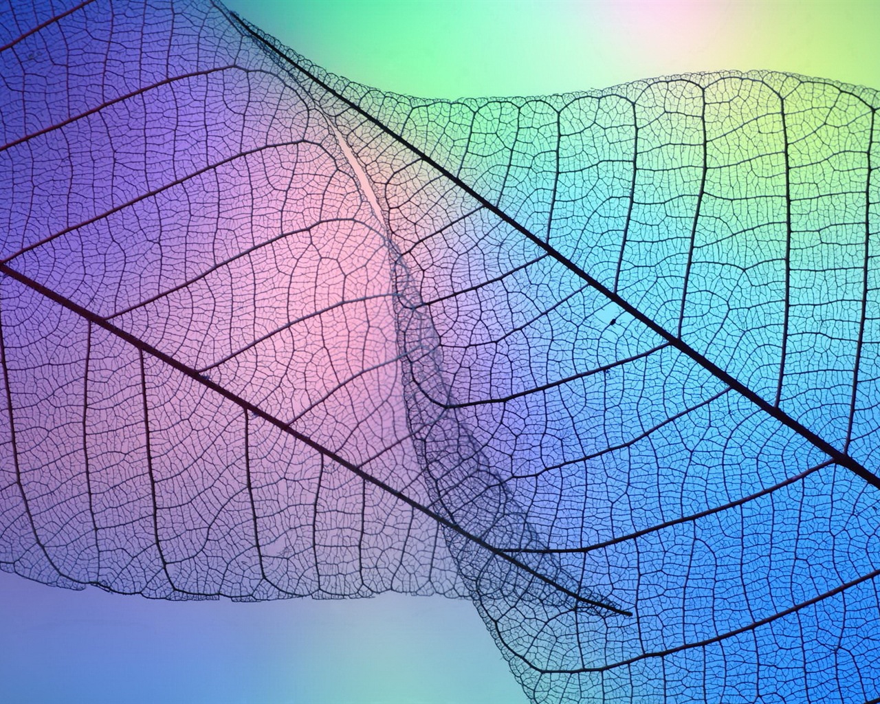 Leaf veine HD photographie fond d'écran #9 - 1280x1024
