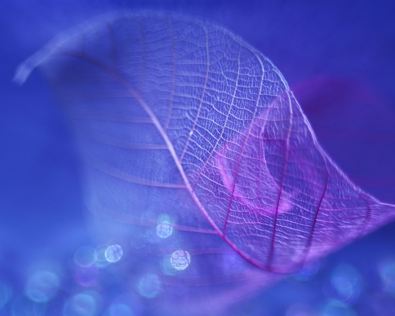 Leaf vein HD photography wallpaper #10 - 1280x1024
