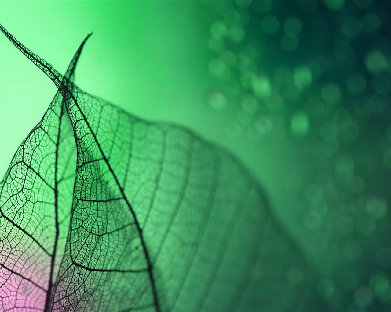 Leaf vein HD photography wallpaper #11 - 1280x1024