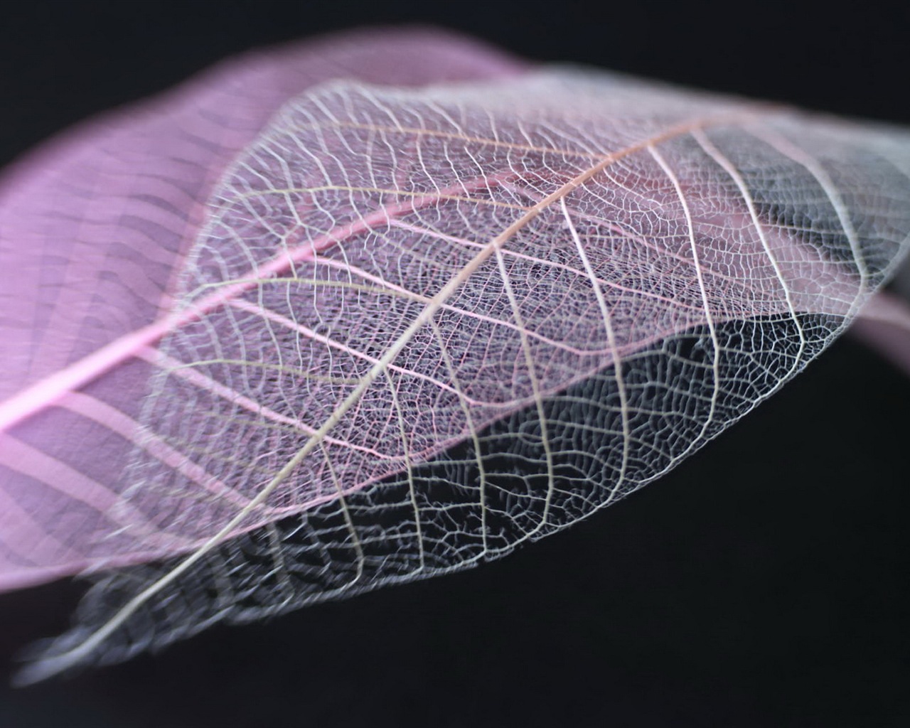 Leaf vein HD photography wallpaper #12 - 1280x1024