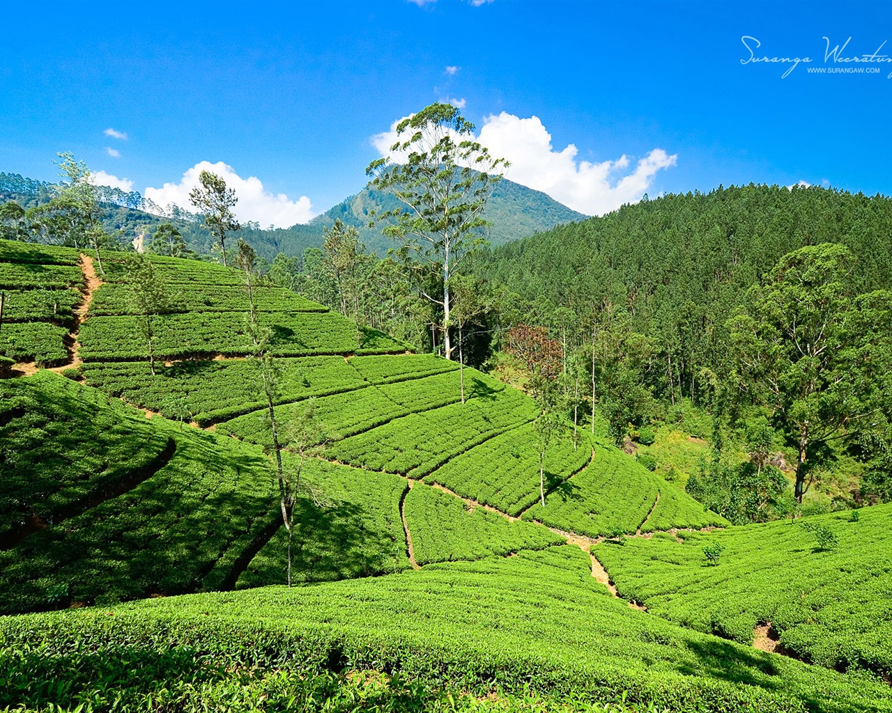 Srí Lanka krajina stylu, Windows 8 téma Tapety na plochu #6 - 1280x1024
