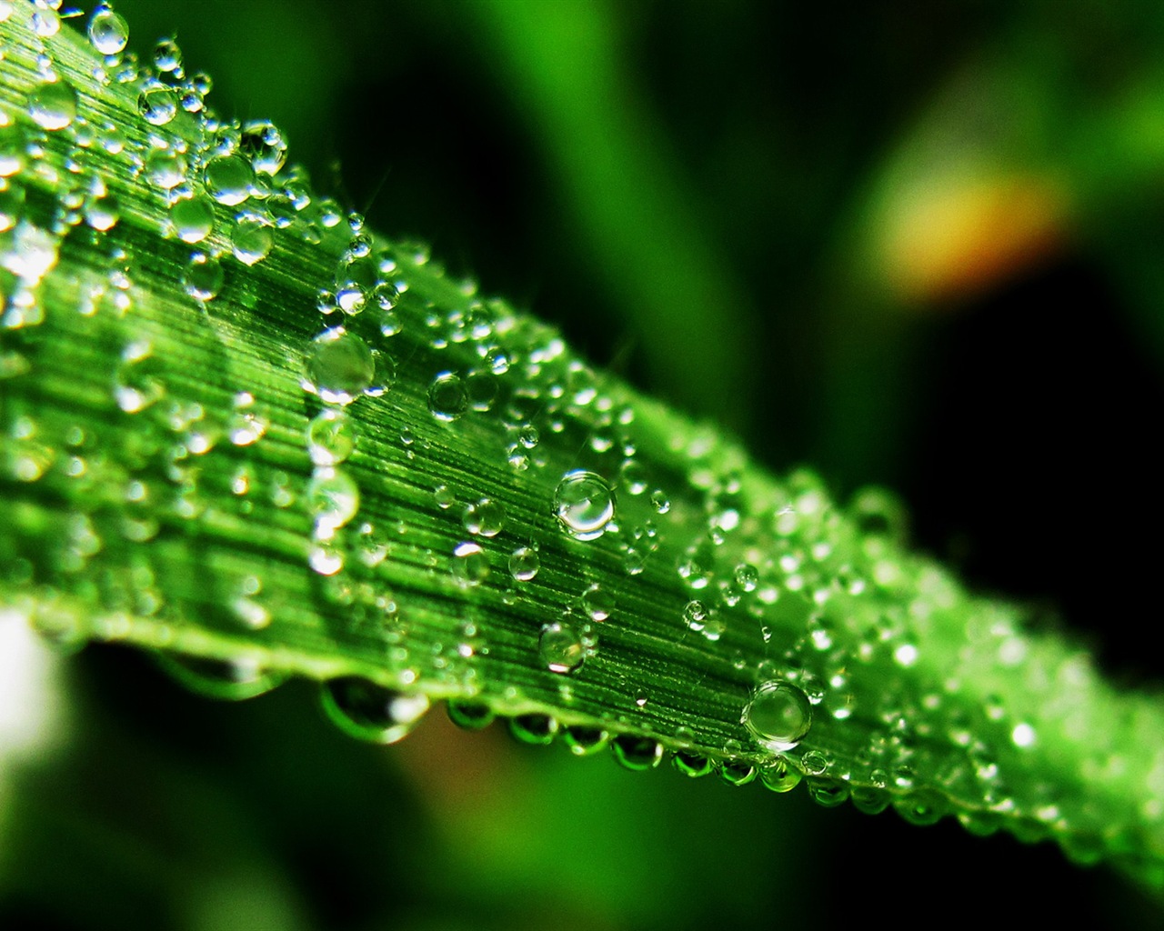 Water, the source of life, Windows 8 theme HD wallpapers #1 - 1280x1024
