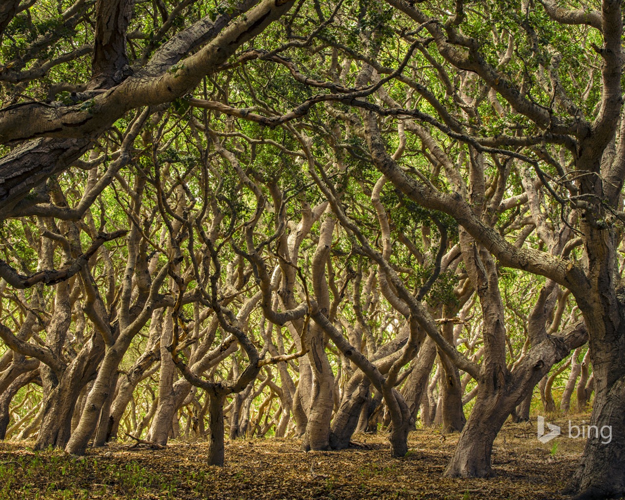 04. 2014 Bing HD tapety na plochu #19 - 1280x1024