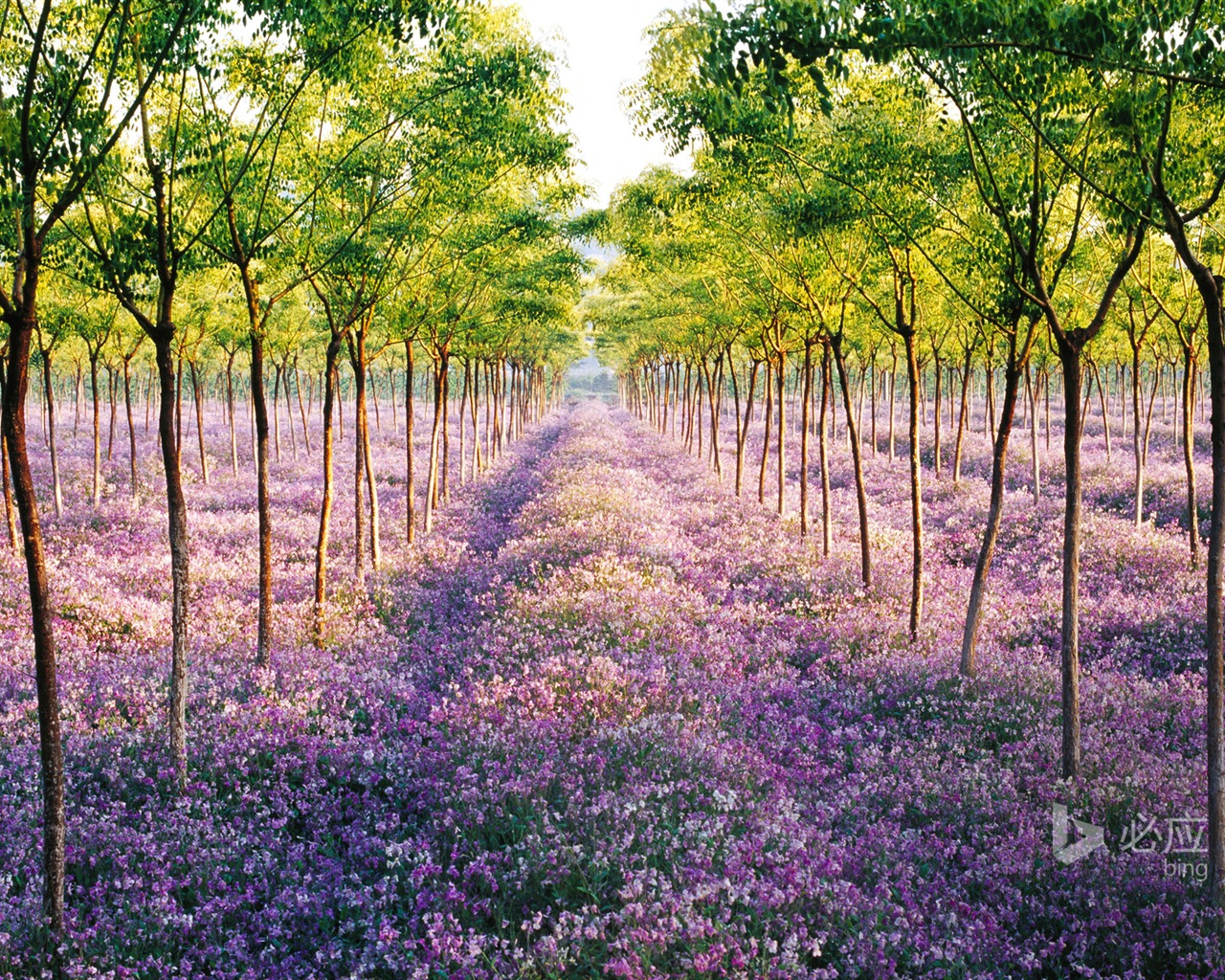 04. 2014 Bing HD tapety na plochu #37 - 1280x1024