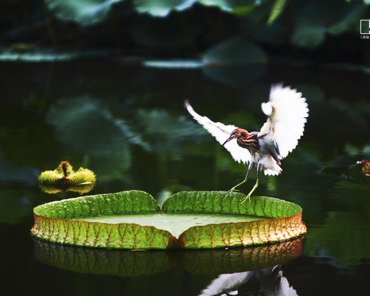 Čínské National Geographic HD Tapety #23 - 1280x1024