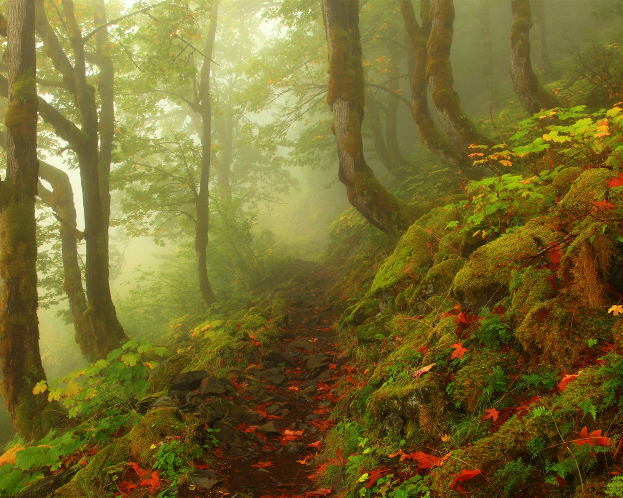 雾的秋天，红叶树木，高清壁纸4 - 1280x1024