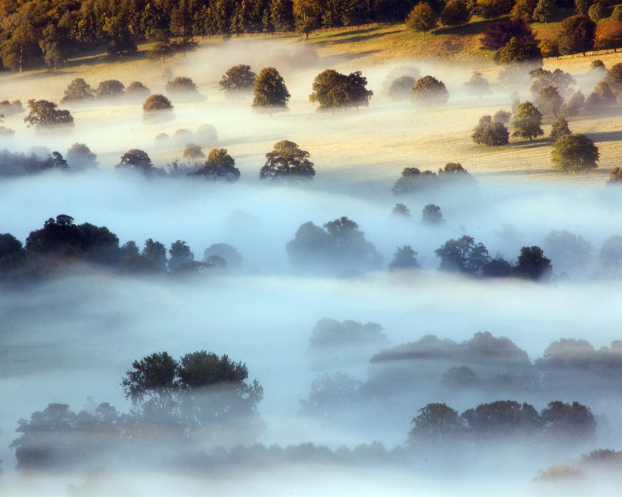 Foggy podzimní listí a stromy HD Tapety na plochu #6 - 1280x1024