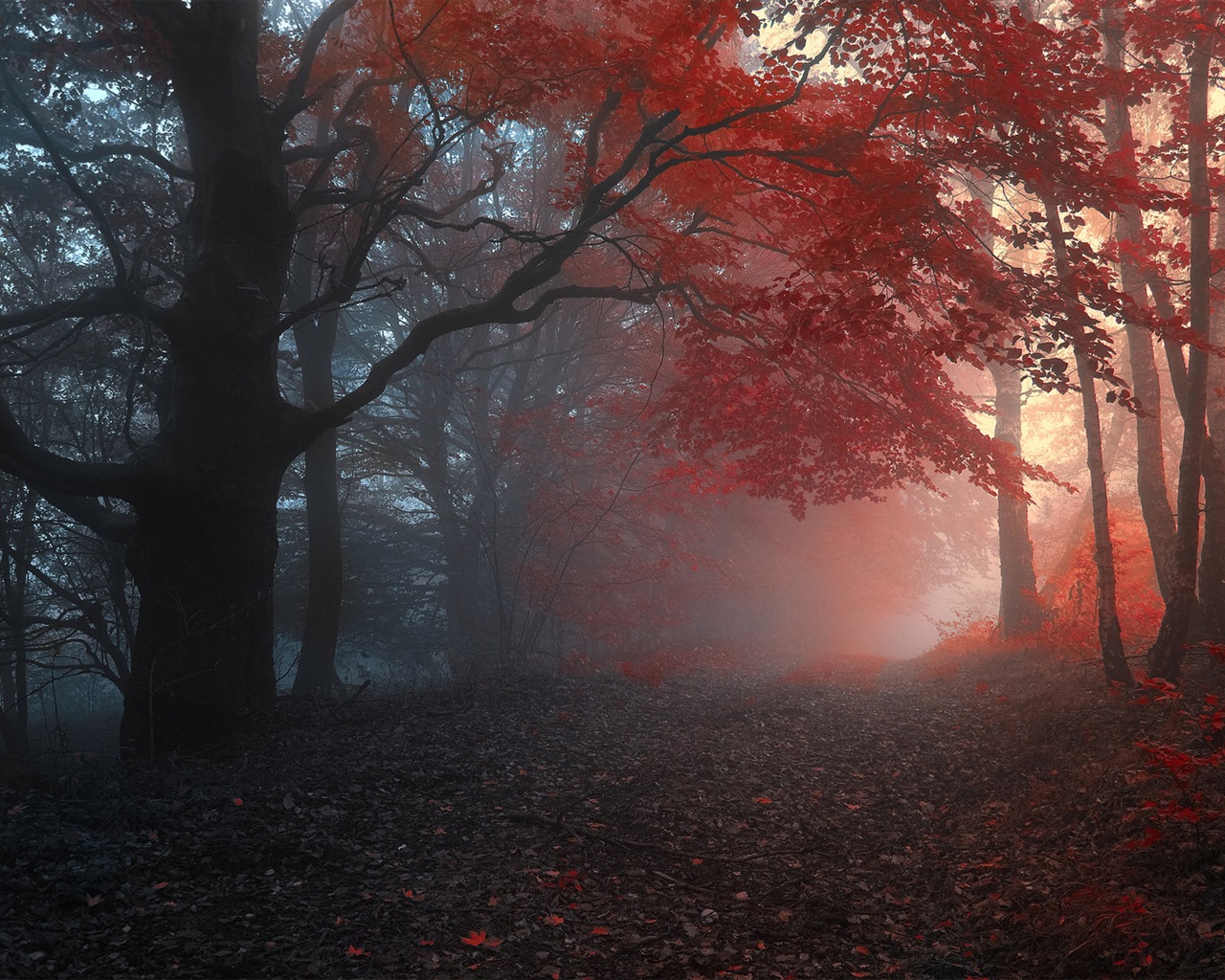 雾的秋天，红叶树木，高清壁纸7 - 1280x1024