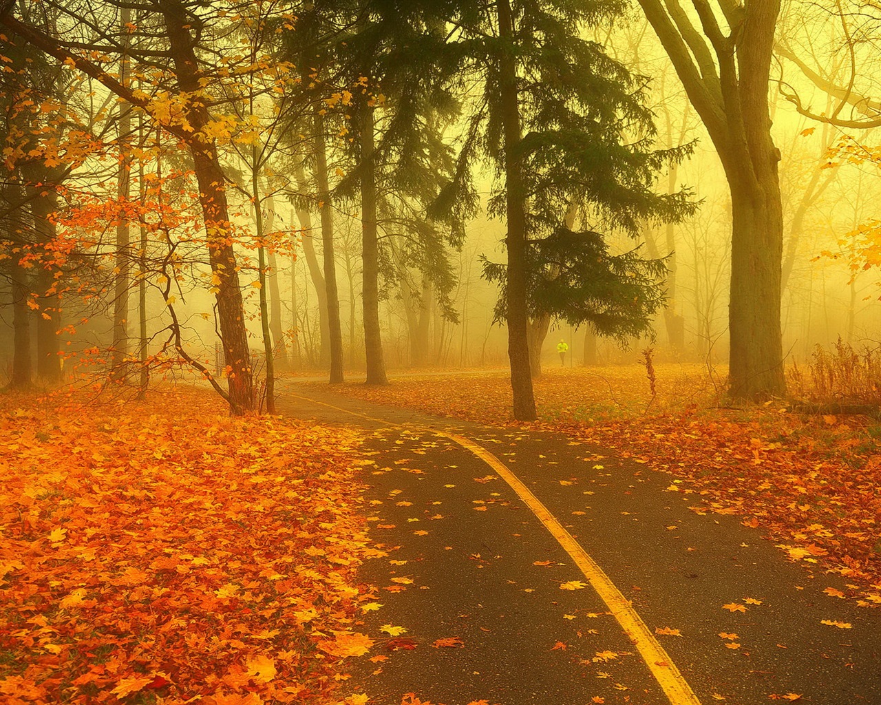 雾的秋天，红叶树木，高清壁纸8 - 1280x1024