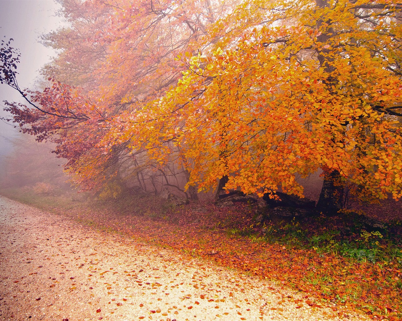 Foggy autumn leaves and trees HD wallpapers #13 - 1280x1024