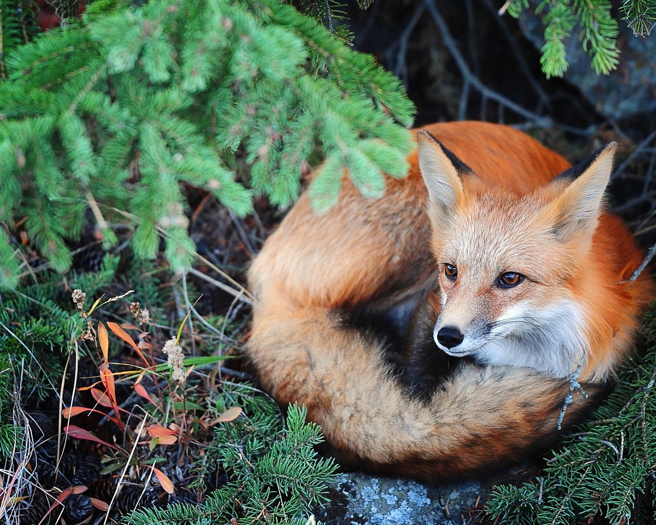 Animaux en gros plan, mignon fonds d'écran HD de renard #3 - 1280x1024