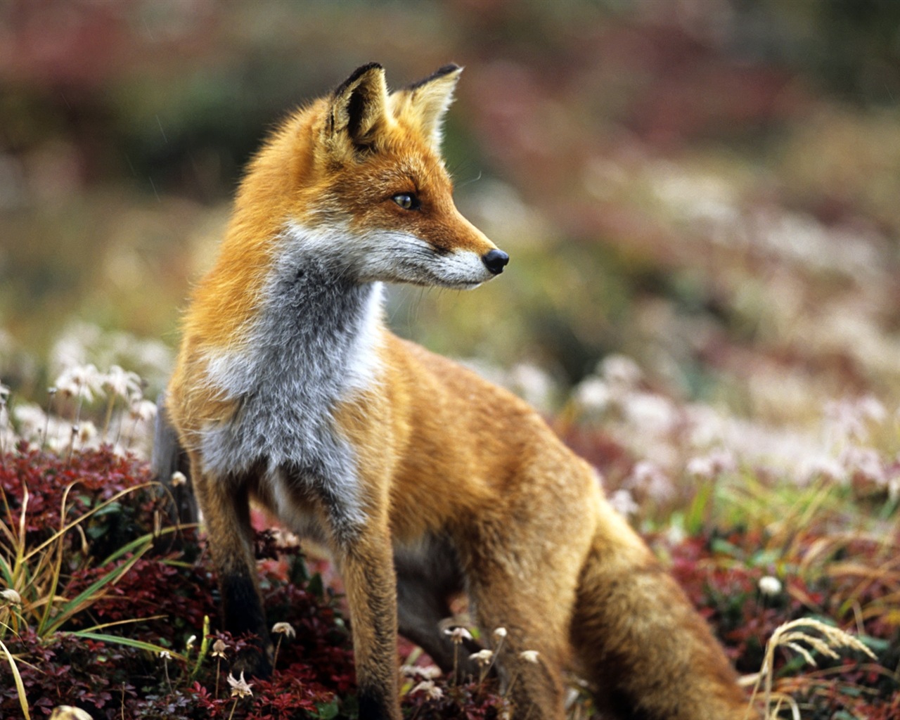 Animal close-up, cute fox HD wallpapers #5 - 1280x1024
