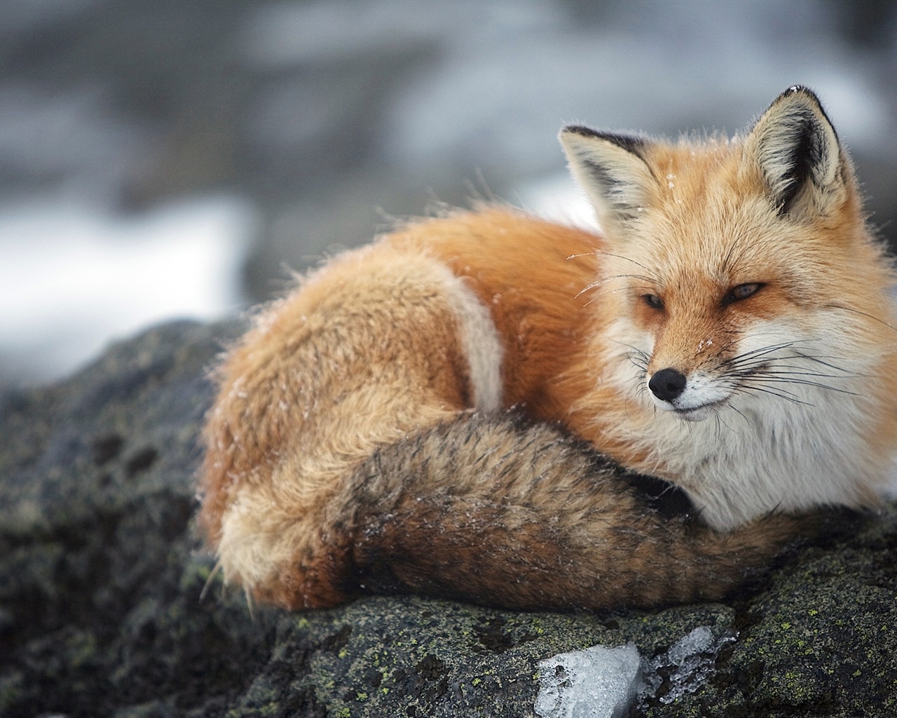 Živočišných detailní, roztomilých fox HD tapety na plochu #6 - 1280x1024