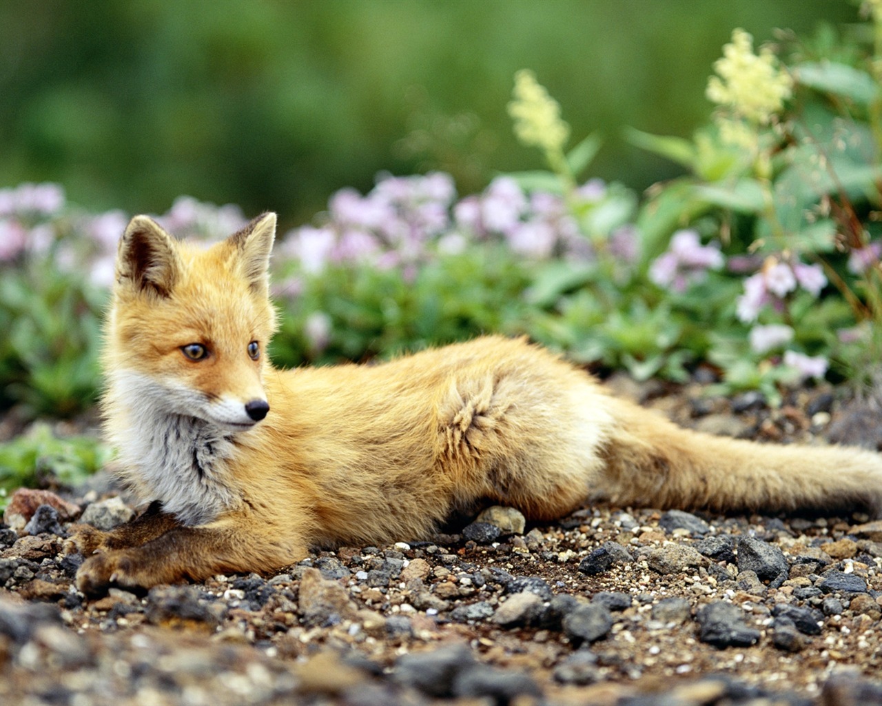 Živočišných detailní, roztomilých fox HD tapety na plochu #7 - 1280x1024