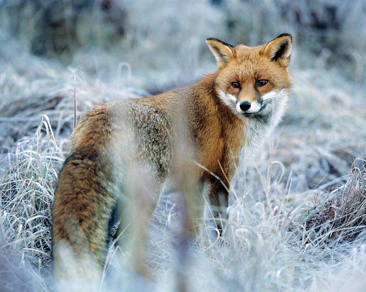 Animaux en gros plan, mignon fonds d'écran HD de renard #8 - 1280x1024