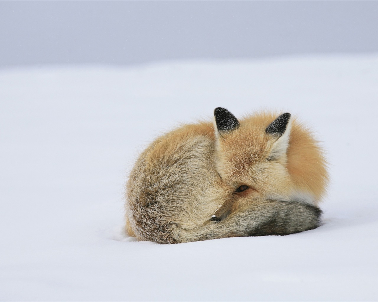 Živočišných detailní, roztomilých fox HD tapety na plochu #11 - 1280x1024