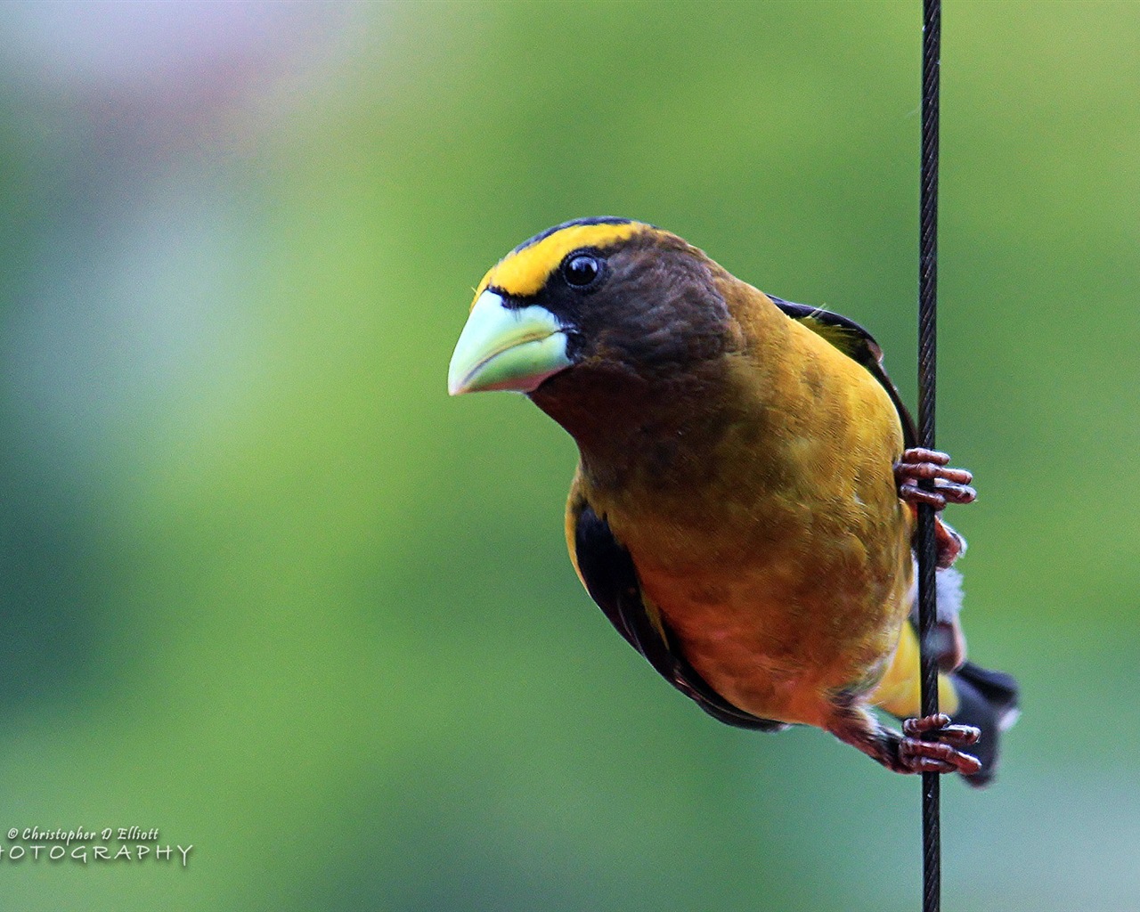 Fonds d'écran animaux volants, oiseaux HD #2 - 1280x1024