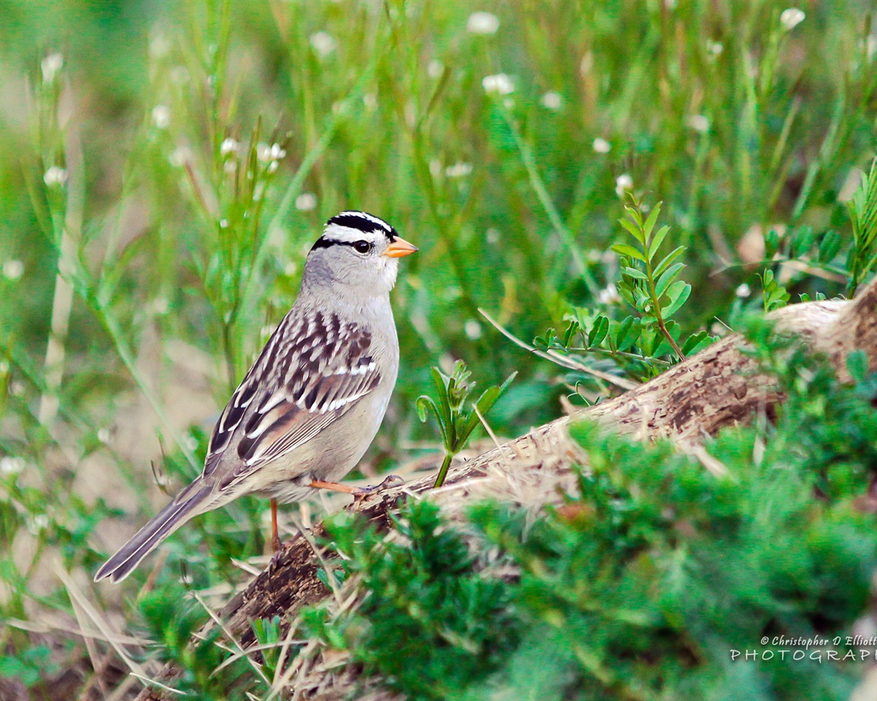 Létající zvířata, ptáci HD tapety na plochu #4 - 1280x1024