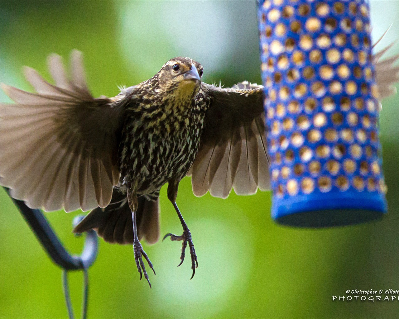 Fondos de pantalla de animales que vuelan, las aves de alta definición #13 - 1280x1024