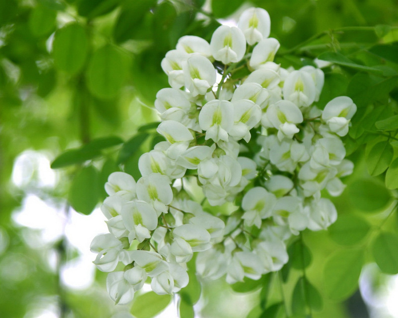 White pink locust tree flowers HD wallpapers #2 - 1280x1024