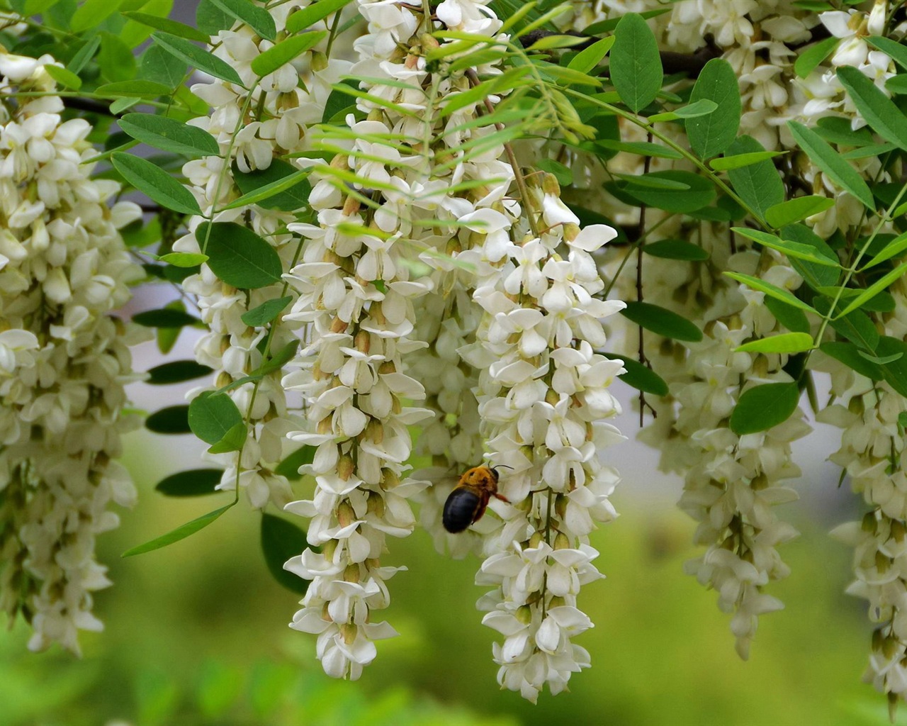 White pink locust tree flowers HD wallpapers #3 - 1280x1024