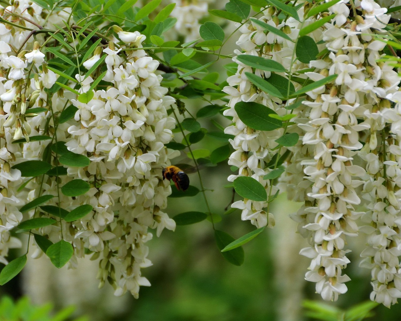 White pink locust tree flowers HD wallpapers #4 - 1280x1024