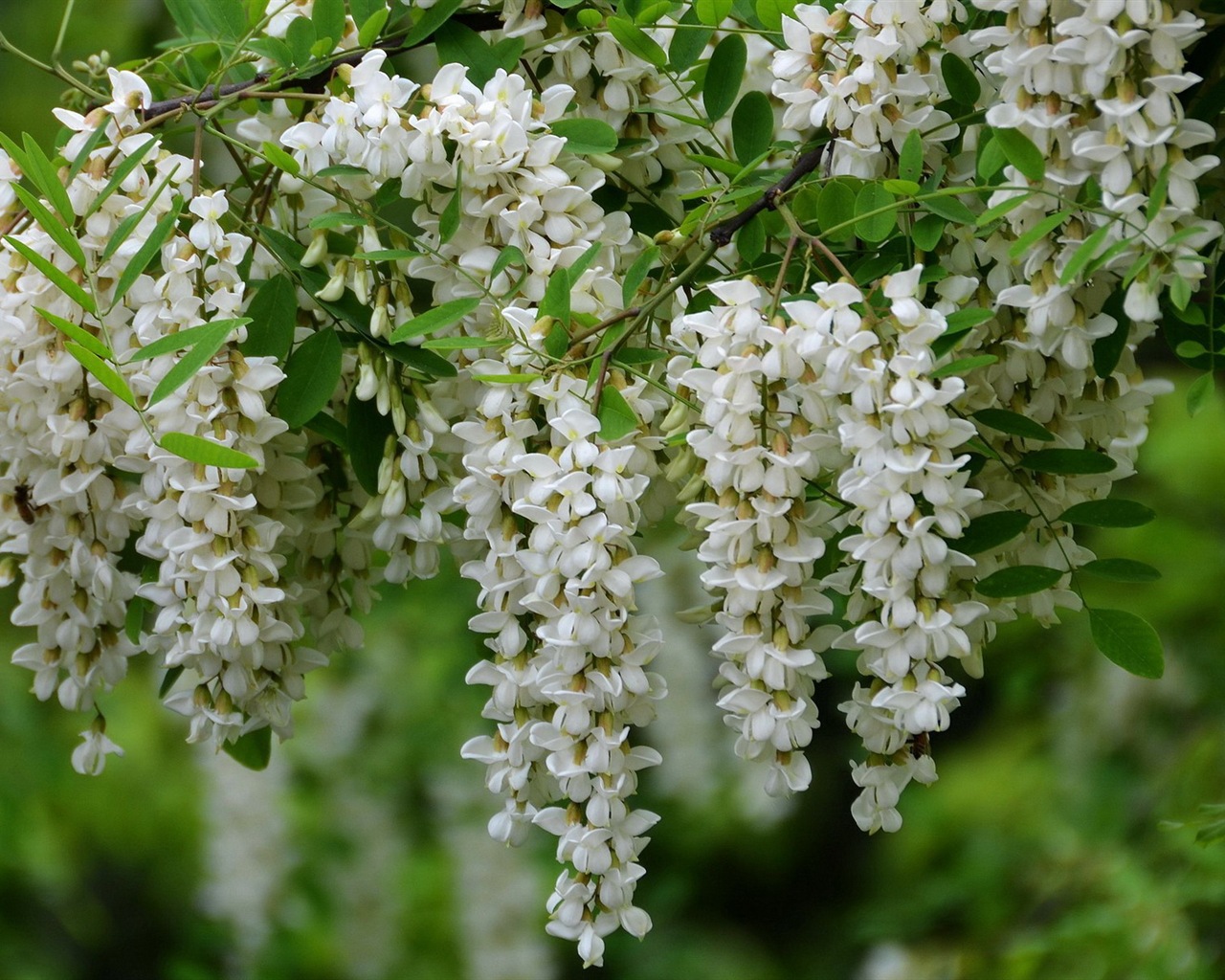 Blanc acacia fonds d'écran fleurs roses HD #5 - 1280x1024