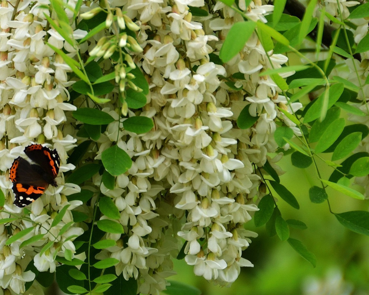 White pink locust tree flowers HD wallpapers #6 - 1280x1024