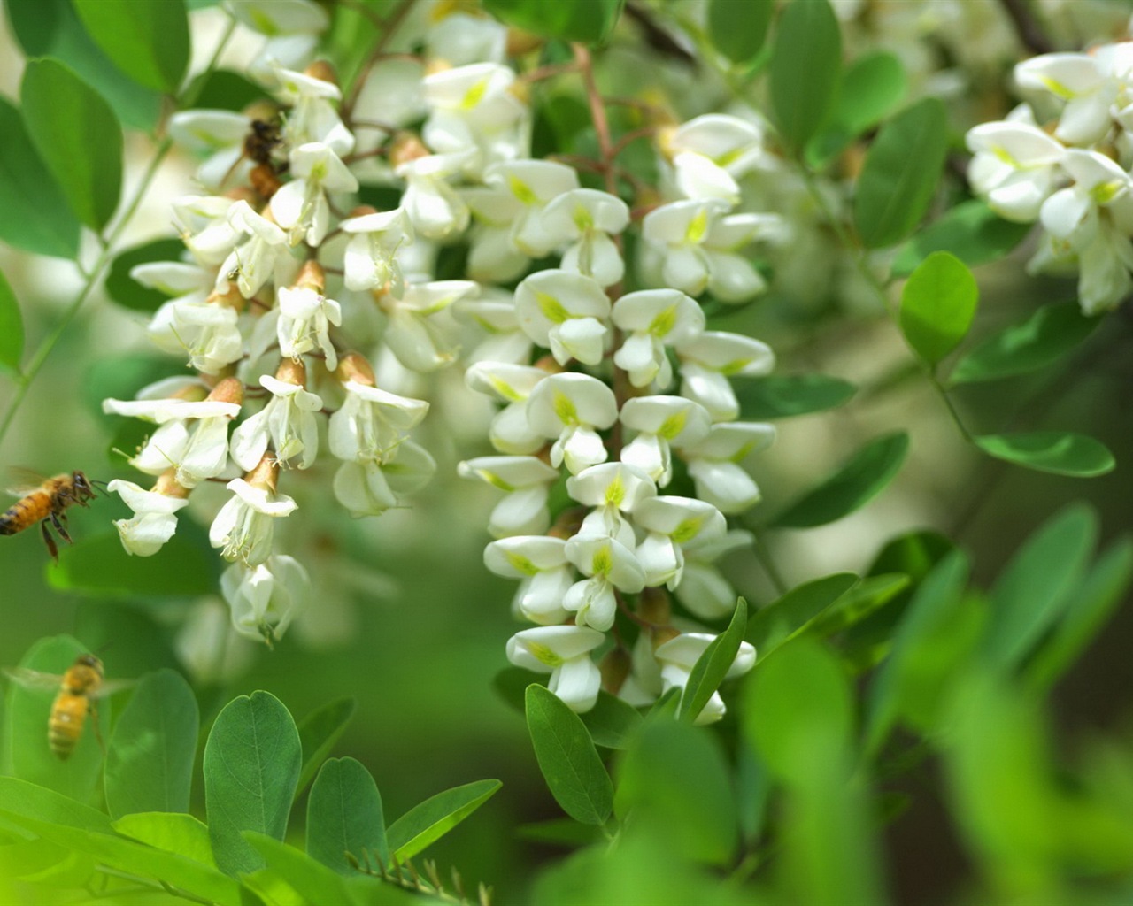 White pink locust tree flowers HD wallpapers #7 - 1280x1024