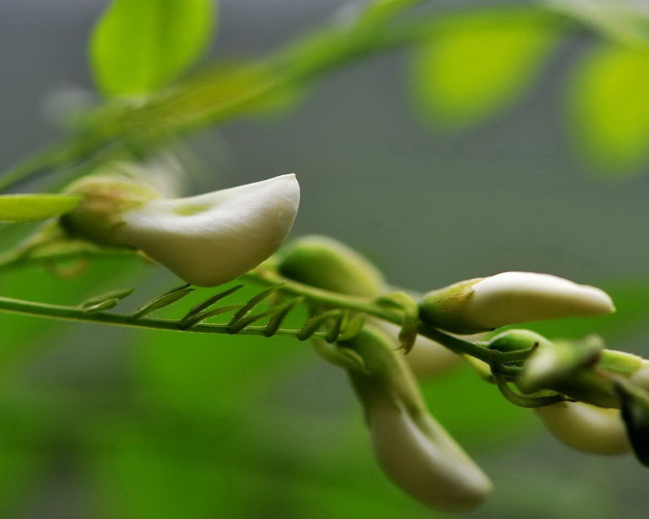 White pink locust tree flowers HD wallpapers #9 - 1280x1024