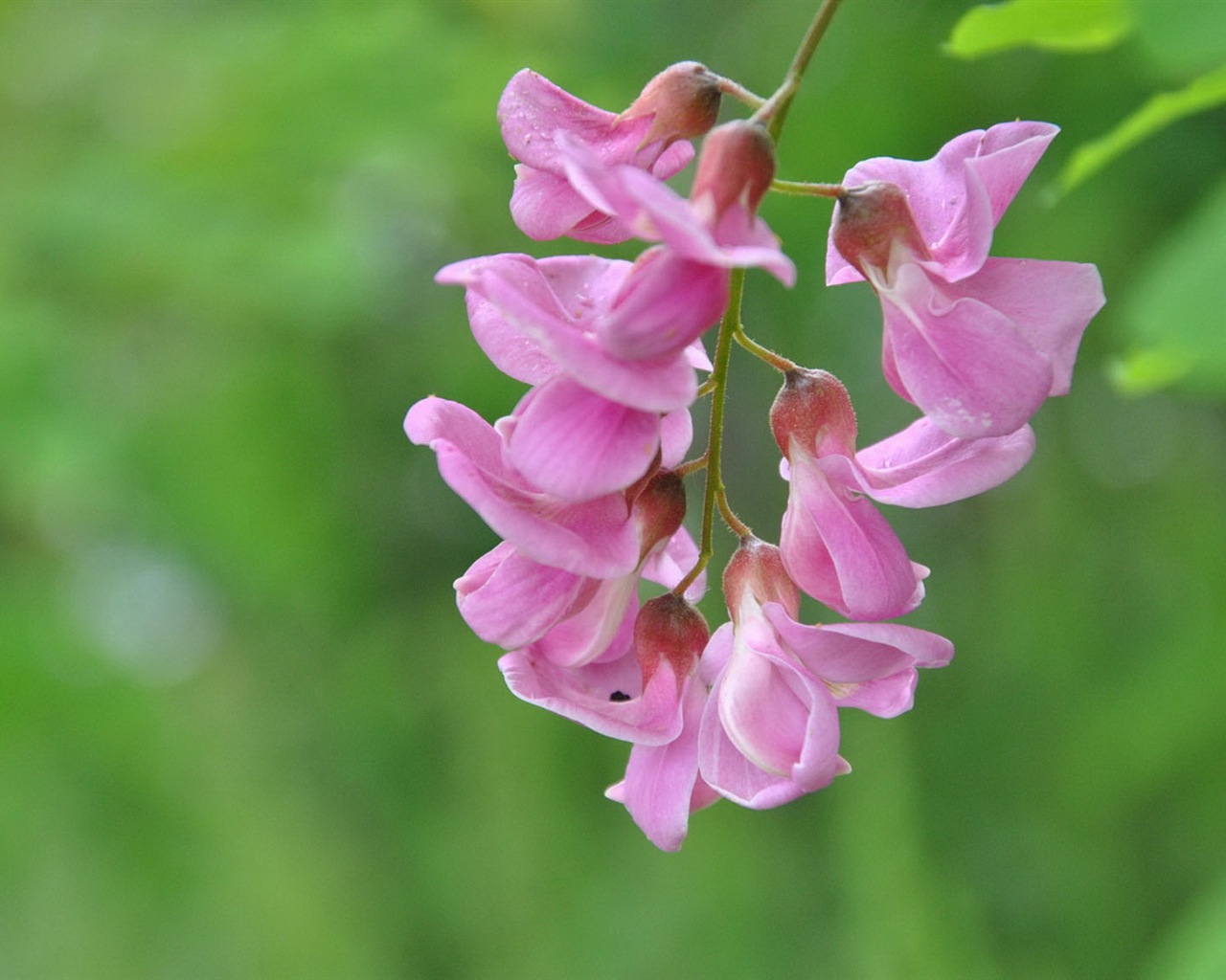 White pink locust tree flowers HD wallpapers #10 - 1280x1024