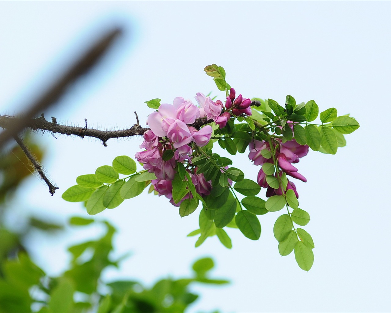 White pink locust tree flowers HD wallpapers #11 - 1280x1024