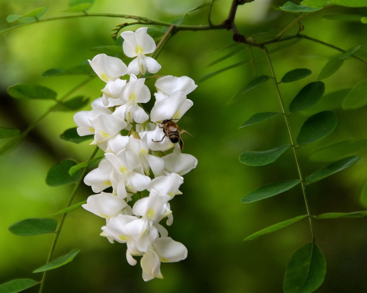 White pink locust tree flowers HD wallpapers #12 - 1280x1024