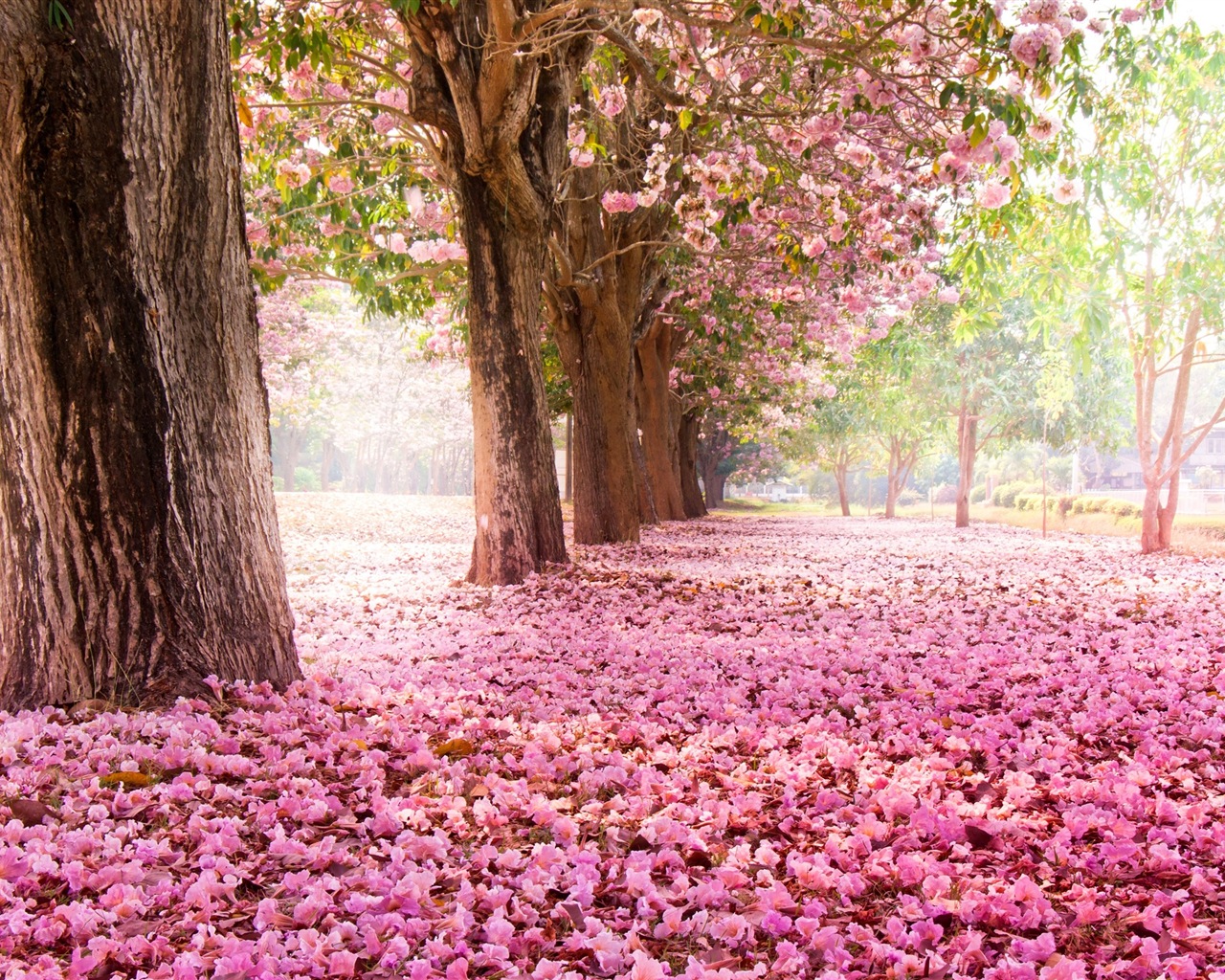 Blumen fallen auf Boden, schönen HD Wallpaper #1 - 1280x1024
