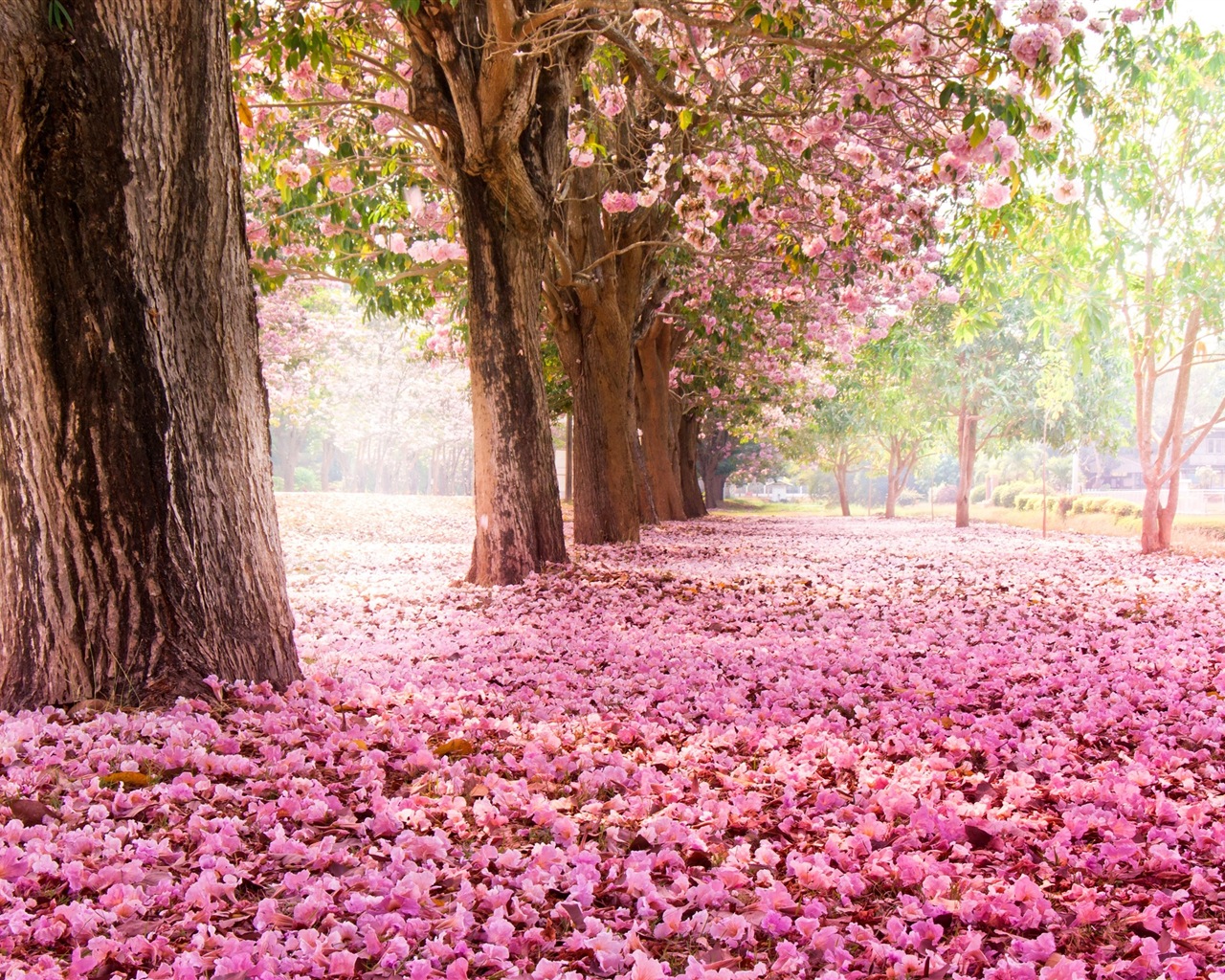 Fleurs tombent sur ​​le sol, beaux fonds d'écran HD #1 - 1280x1024