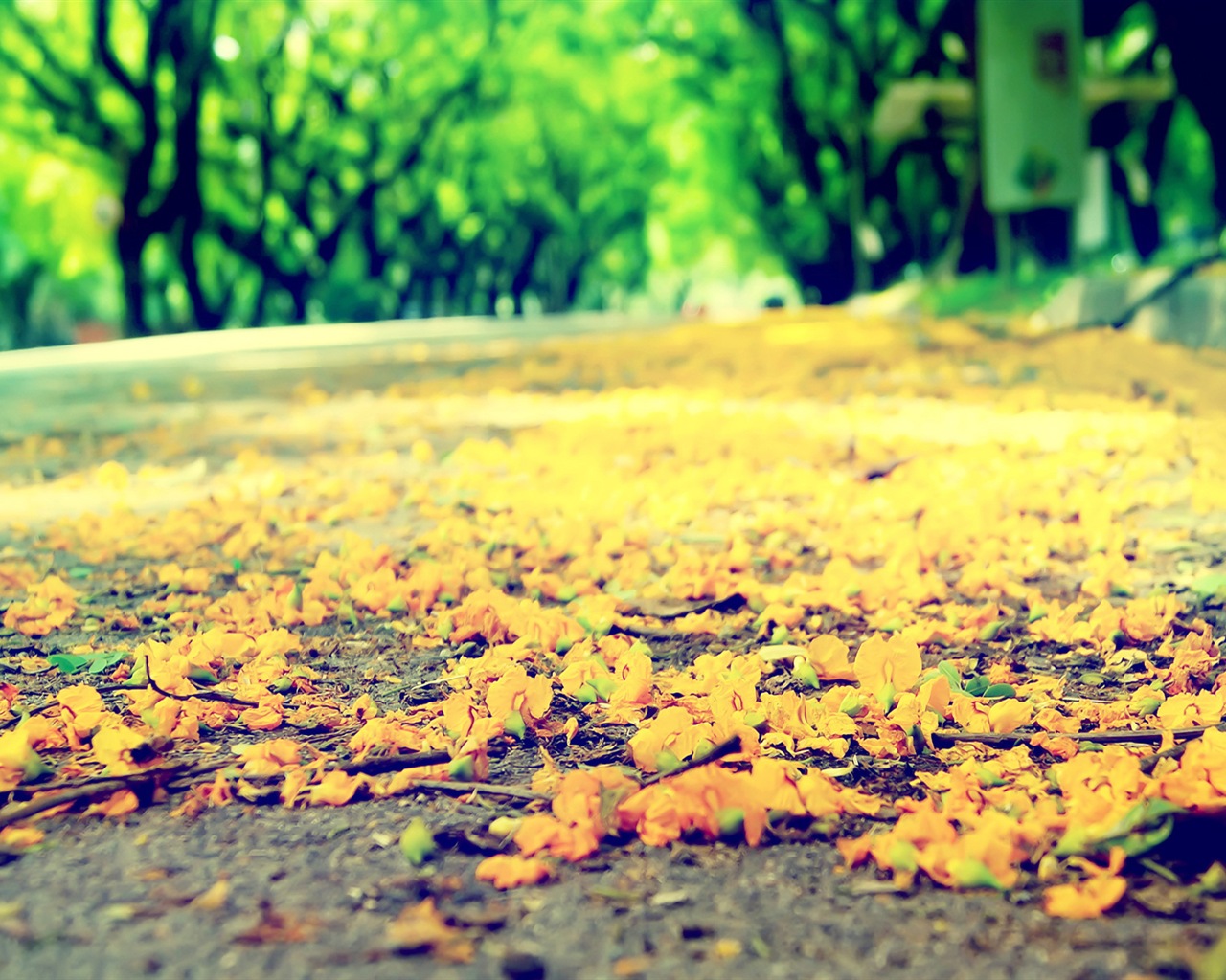 Flowers fall on ground, beautiful HD wallpapers #3 - 1280x1024