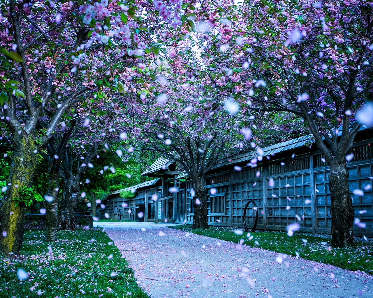鮮花落在地上，漂亮的高清壁紙 #4 - 1280x1024