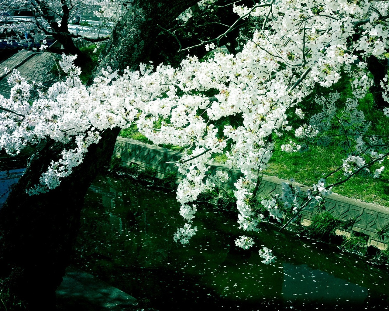 Flores caen en el suelo, hermosos fondos de pantalla de alta definición #5 - 1280x1024