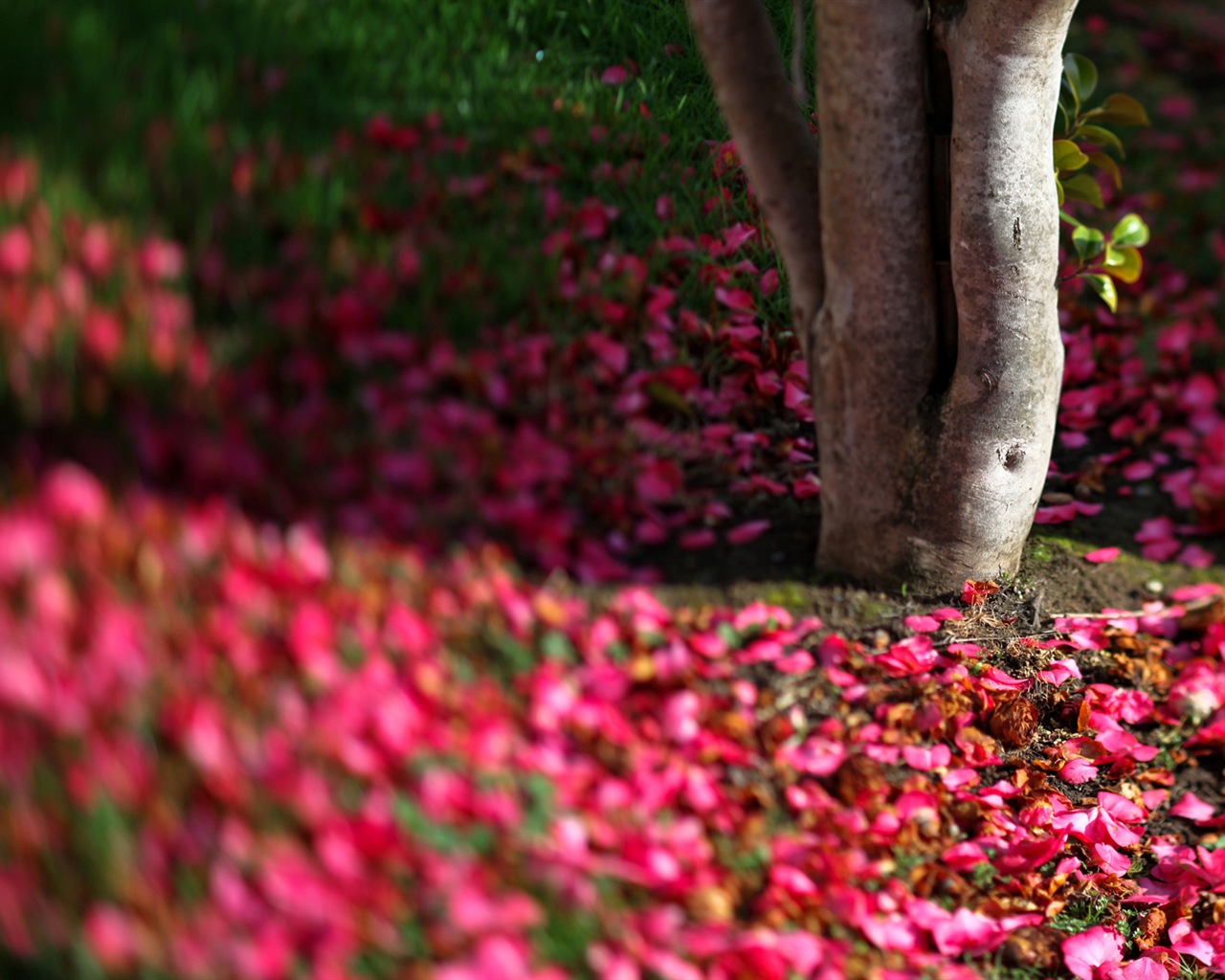 Blumen fallen auf Boden, schönen HD Wallpaper #7 - 1280x1024