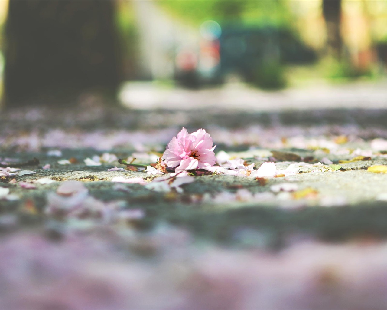 Blumen fallen auf Boden, schönen HD Wallpaper #9 - 1280x1024