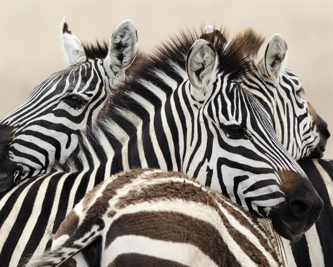 Black and white striped animal, zebra HD wallpapers #2 - 1280x1024