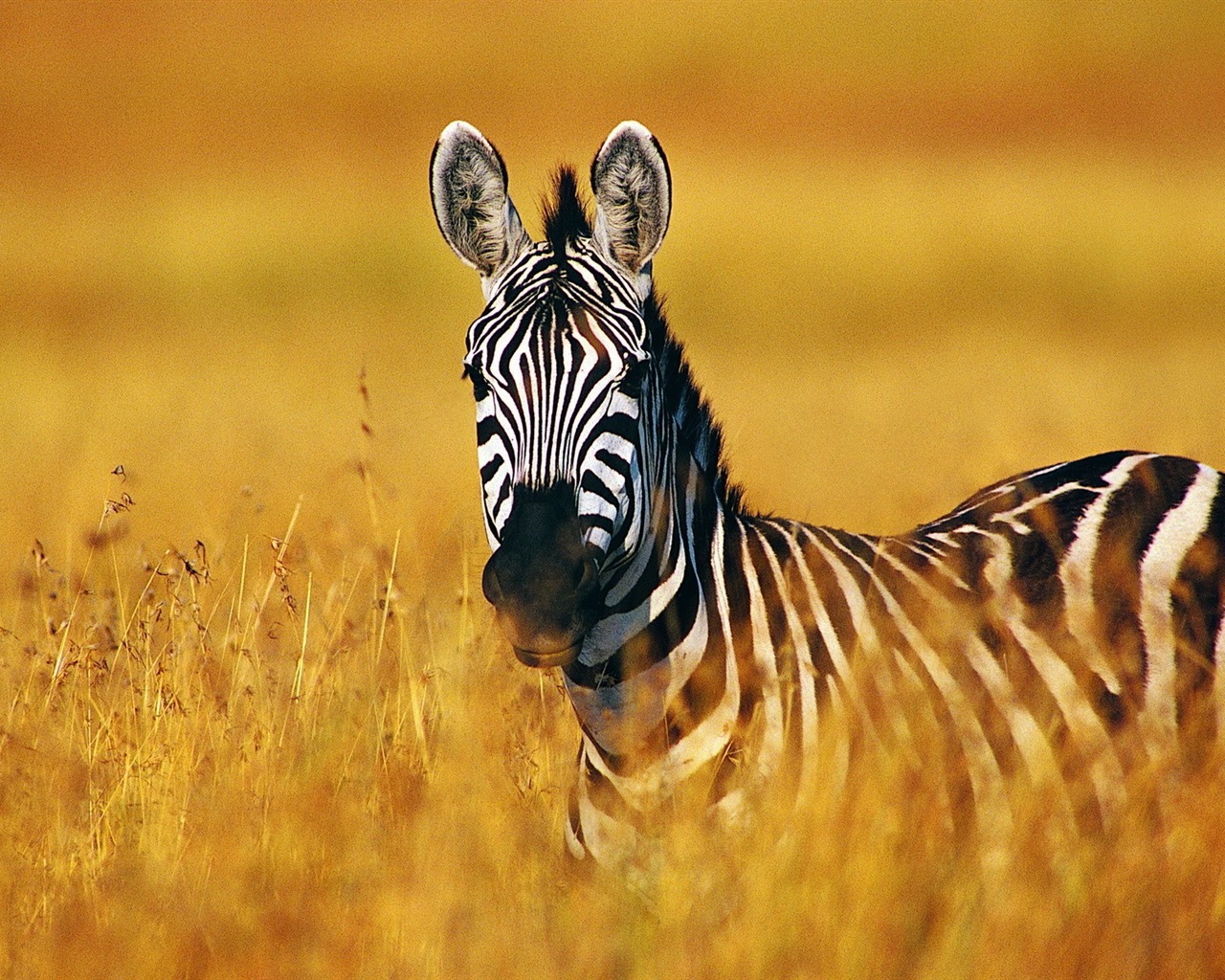 Animal rayé noir et blanc, zèbre fonds d'écran HD #4 - 1280x1024