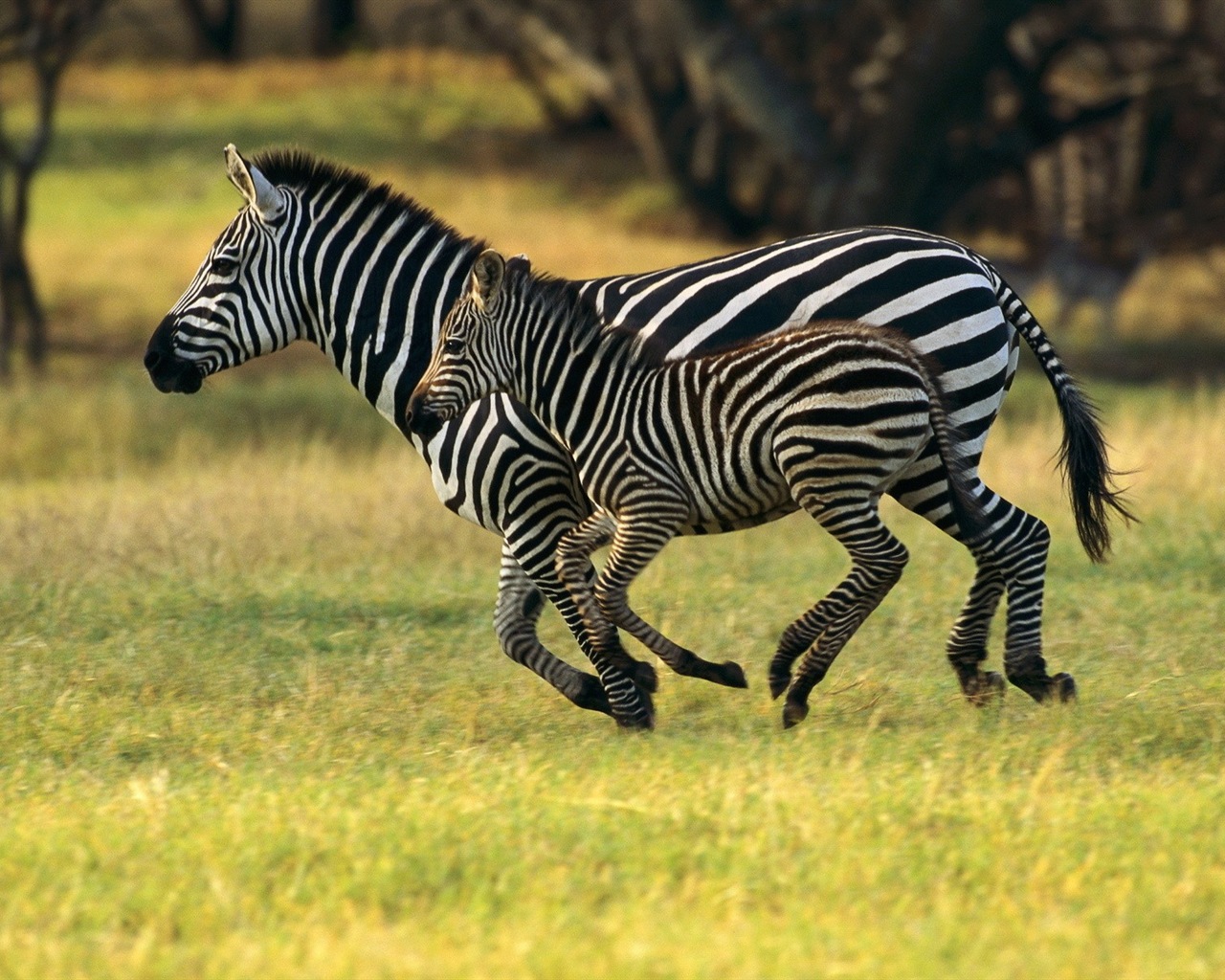 Černá a bílá pruhované zvíře, zebra HD tapety na plochu #6 - 1280x1024