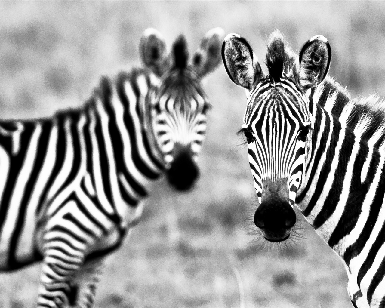 Černá a bílá pruhované zvíře, zebra HD tapety na plochu #8 - 1280x1024