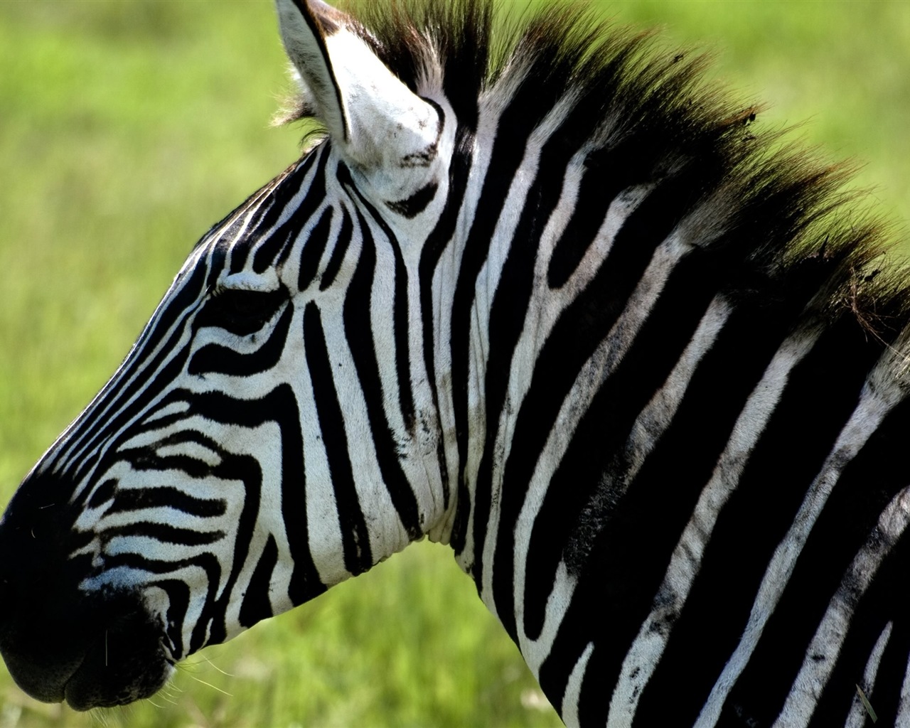Černá a bílá pruhované zvíře, zebra HD tapety na plochu #9 - 1280x1024
